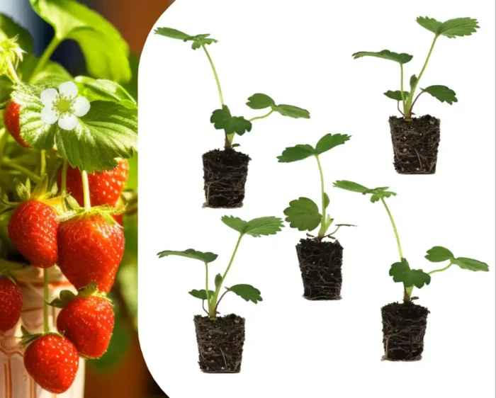 Aardbeien plantjes, set van 5 by allen032 on DeviantArt