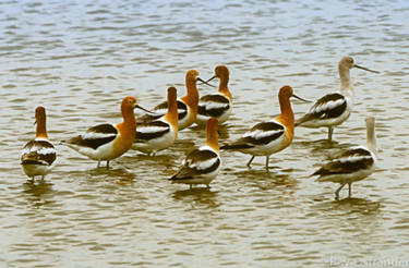 Avocet Dreams