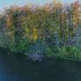 More trees 