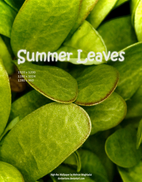 Summer Leaves -Wallpaper Pack-