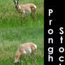 Pronghorn-Antelope Stock