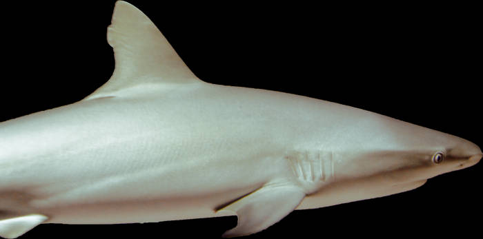 Shark - Stock Image