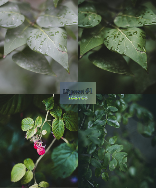 LP preset #1: Leaves by lenich123 on DeviantArt