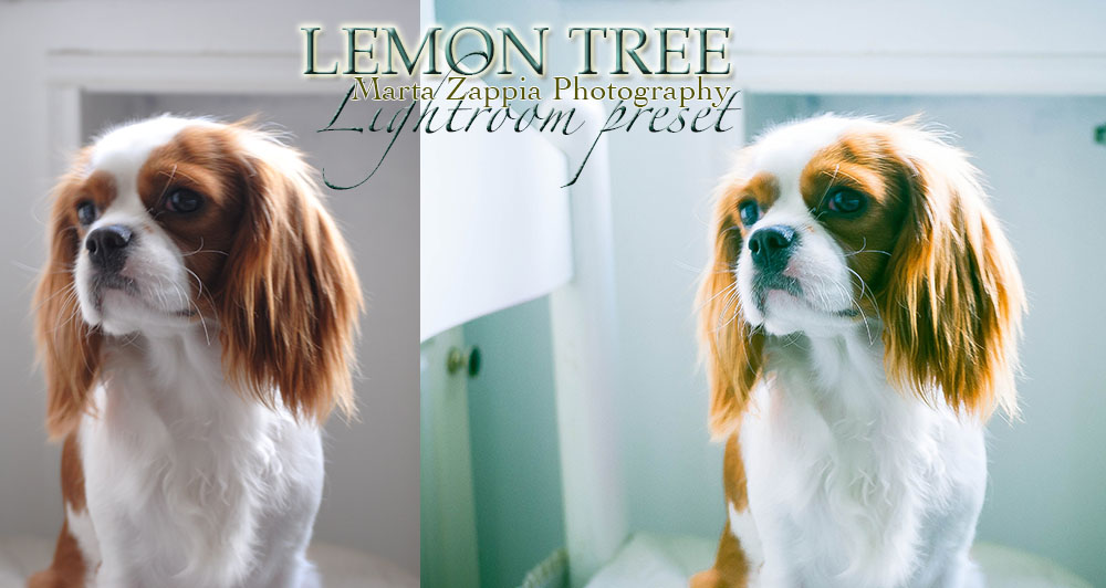 Lemon Tree Lightroom Preset