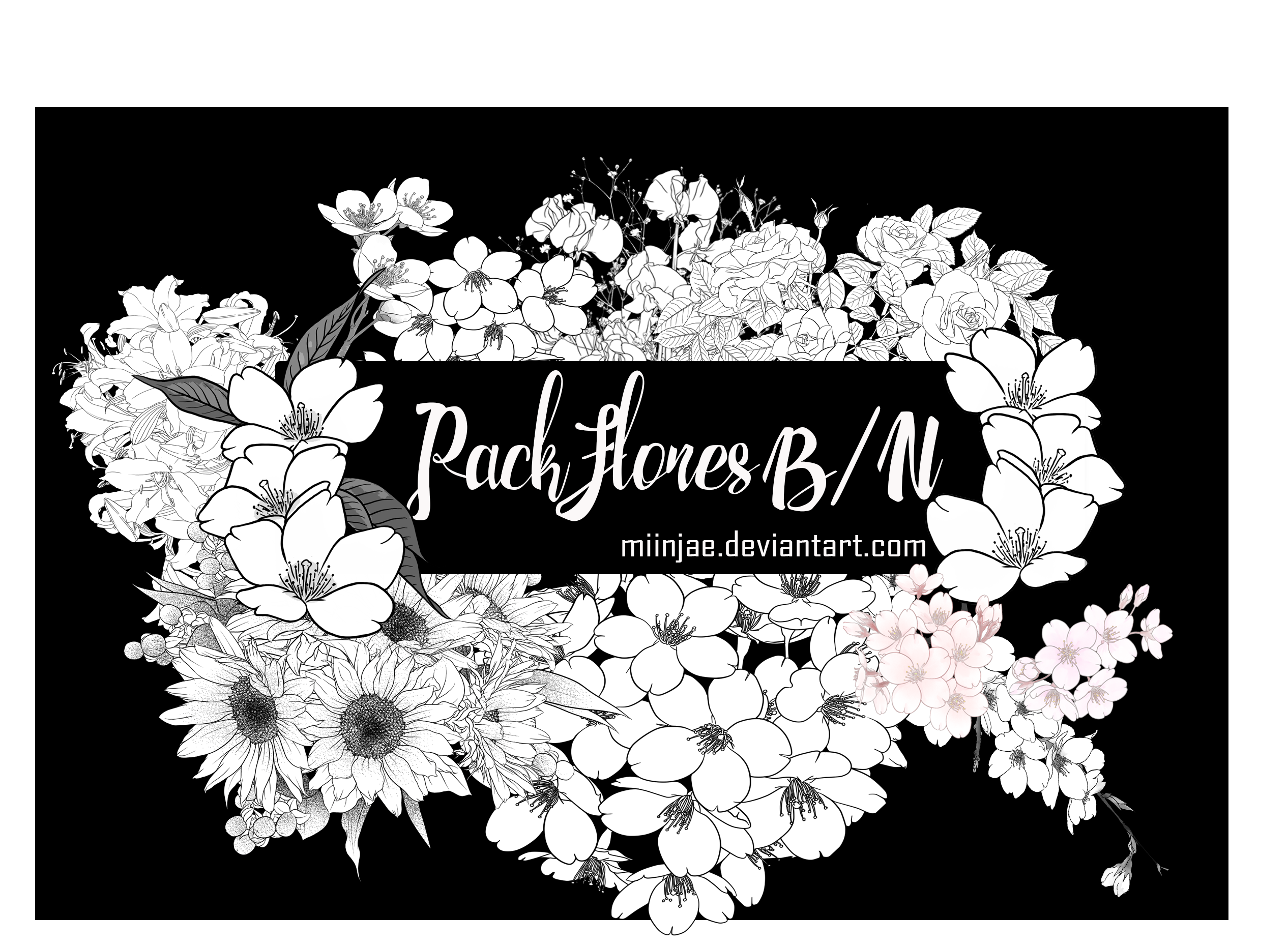 Pack: Flores B/N