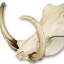 Warthog Skull