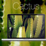 Cactus HD Wallpaper