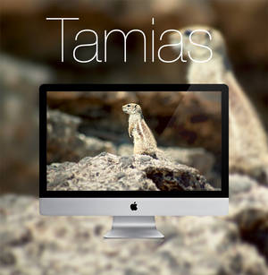 Tamias HD Wallpaper