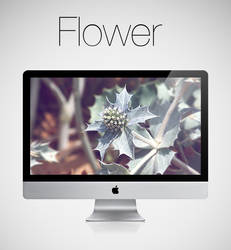 Flower HD Wallpaper