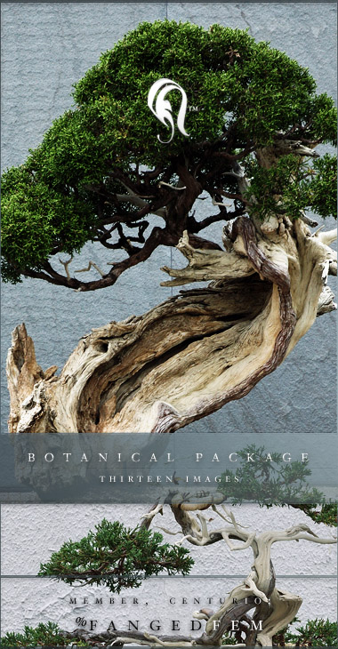 Package - Botanical - 1 by resurgere