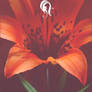 Package - Flora - 9b