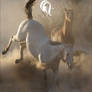 Package - Equine - 3