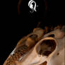 Package - Bone - 1.5