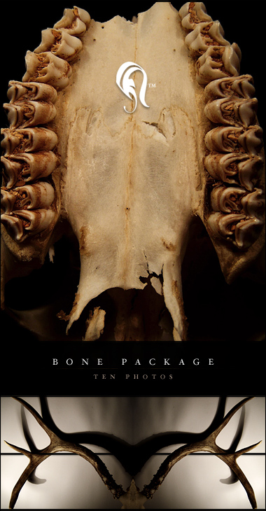 Package - Bone - 2