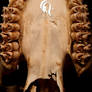 Package - Bone - 2