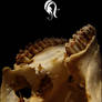 Package - Bone - 4
