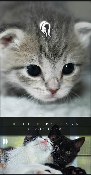 Package - Kitten - 1