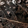 Package - Leaf - 1