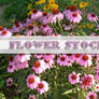Flower Stock 2