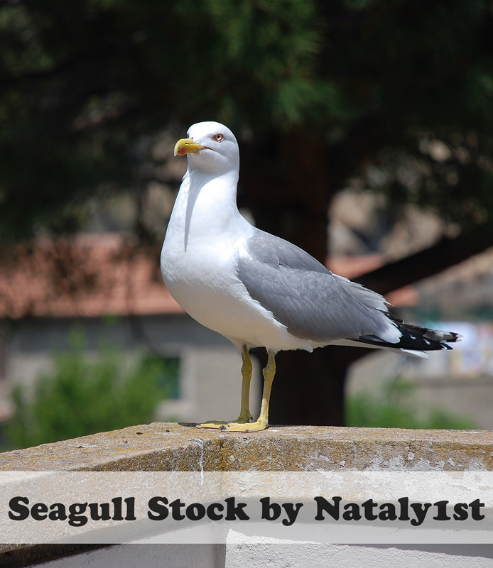 Seagulls Stock