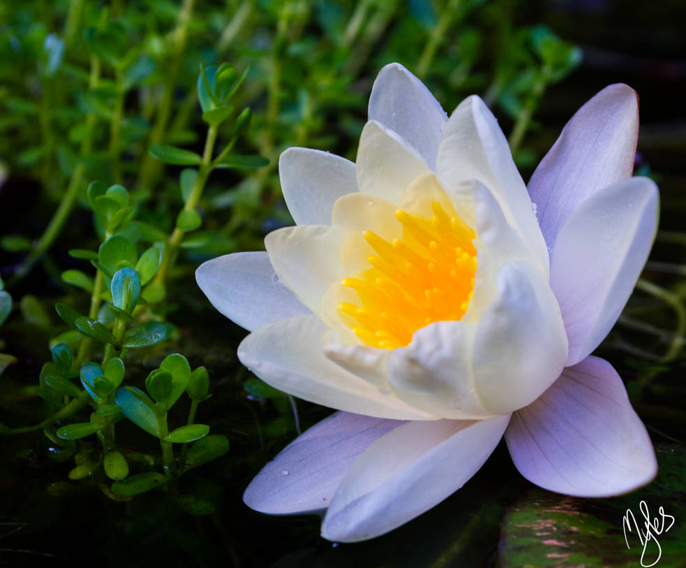 Lily2 by nero82 on DeviantArt