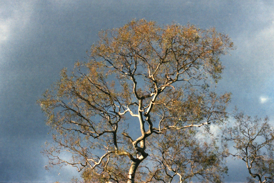 A Tree by fsakuldee on DeviantArt