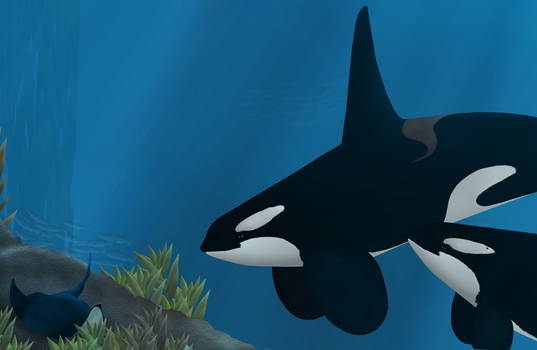 Orca and the Ray