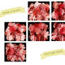 CROWS AND ROSES TEXTURES PACK