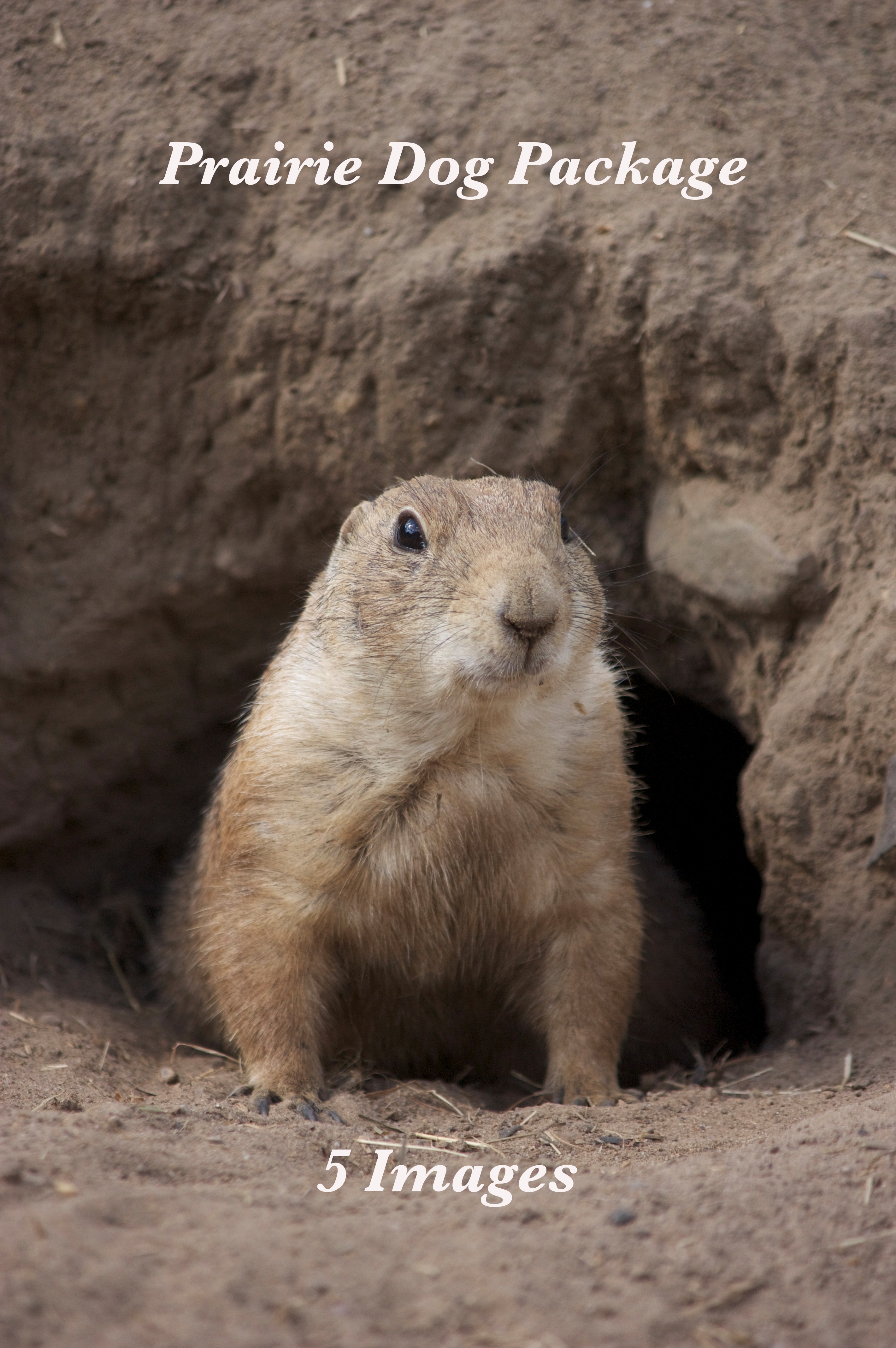 prarie dog package