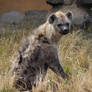 hyena package