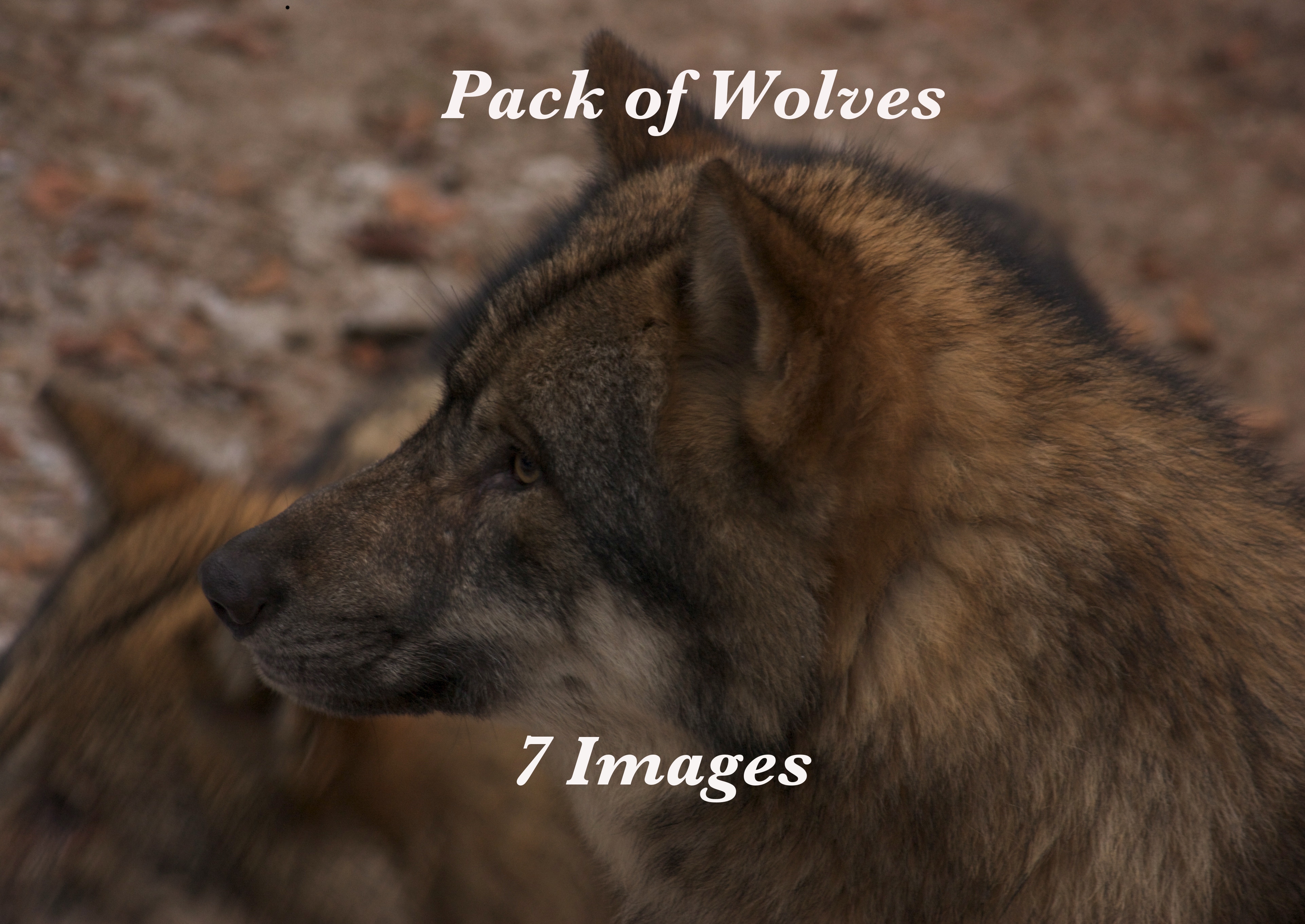 pack of wolves