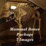 mammal skull package