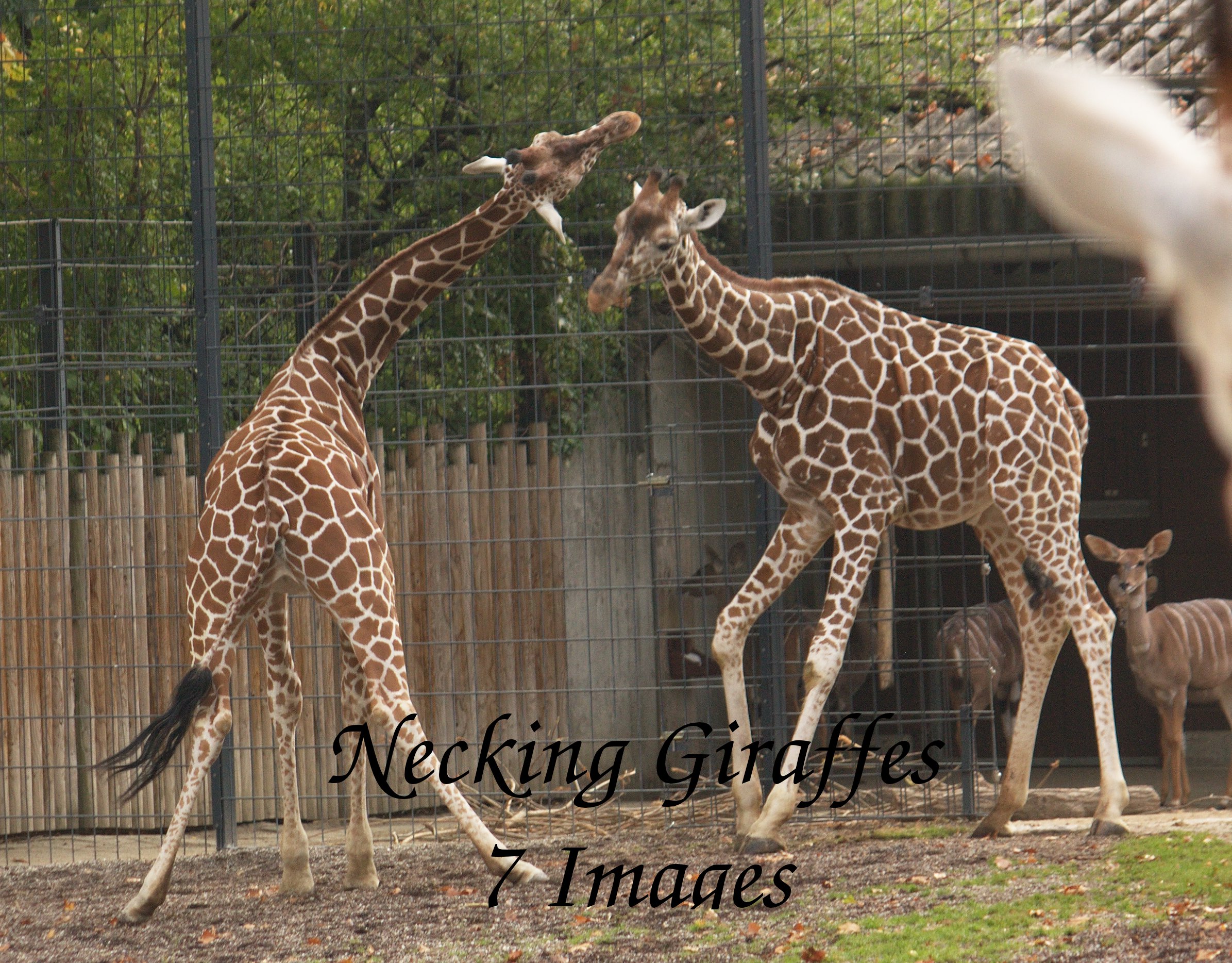 necking giraffes