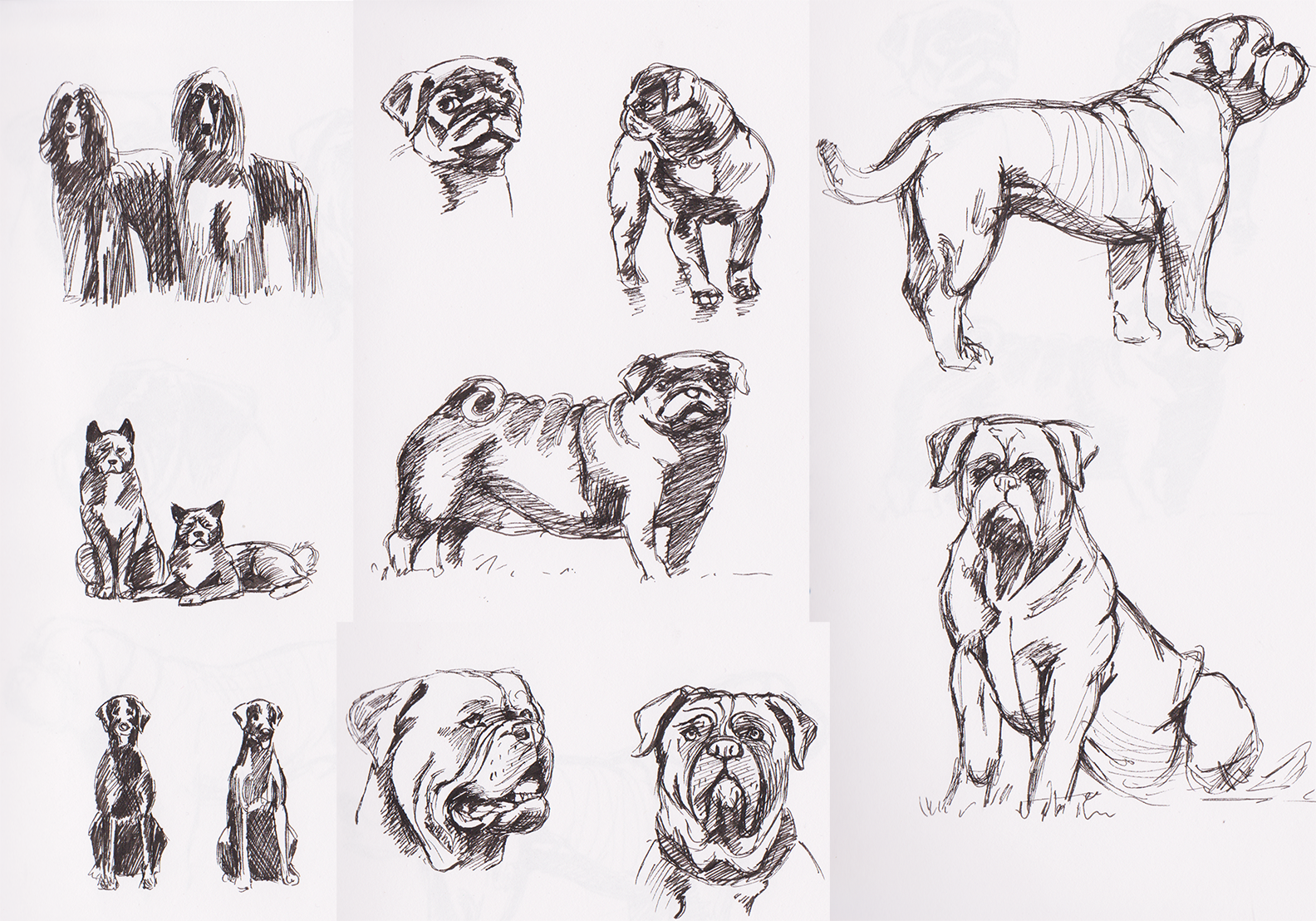 Dog Sketches 01