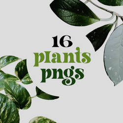 16 Plants Pngs