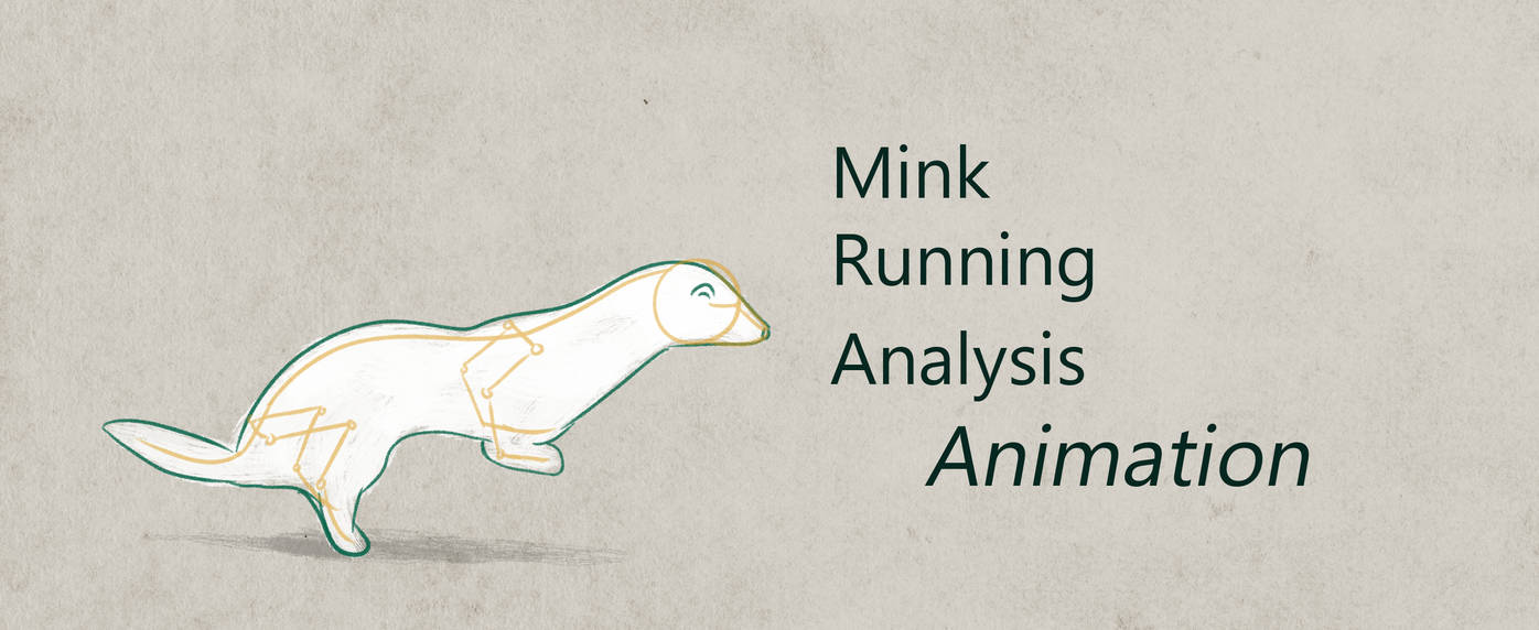 Mink Running Cycle Analysis By Minks Art On Deviantart