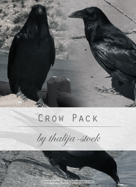 pack - 003 Crows