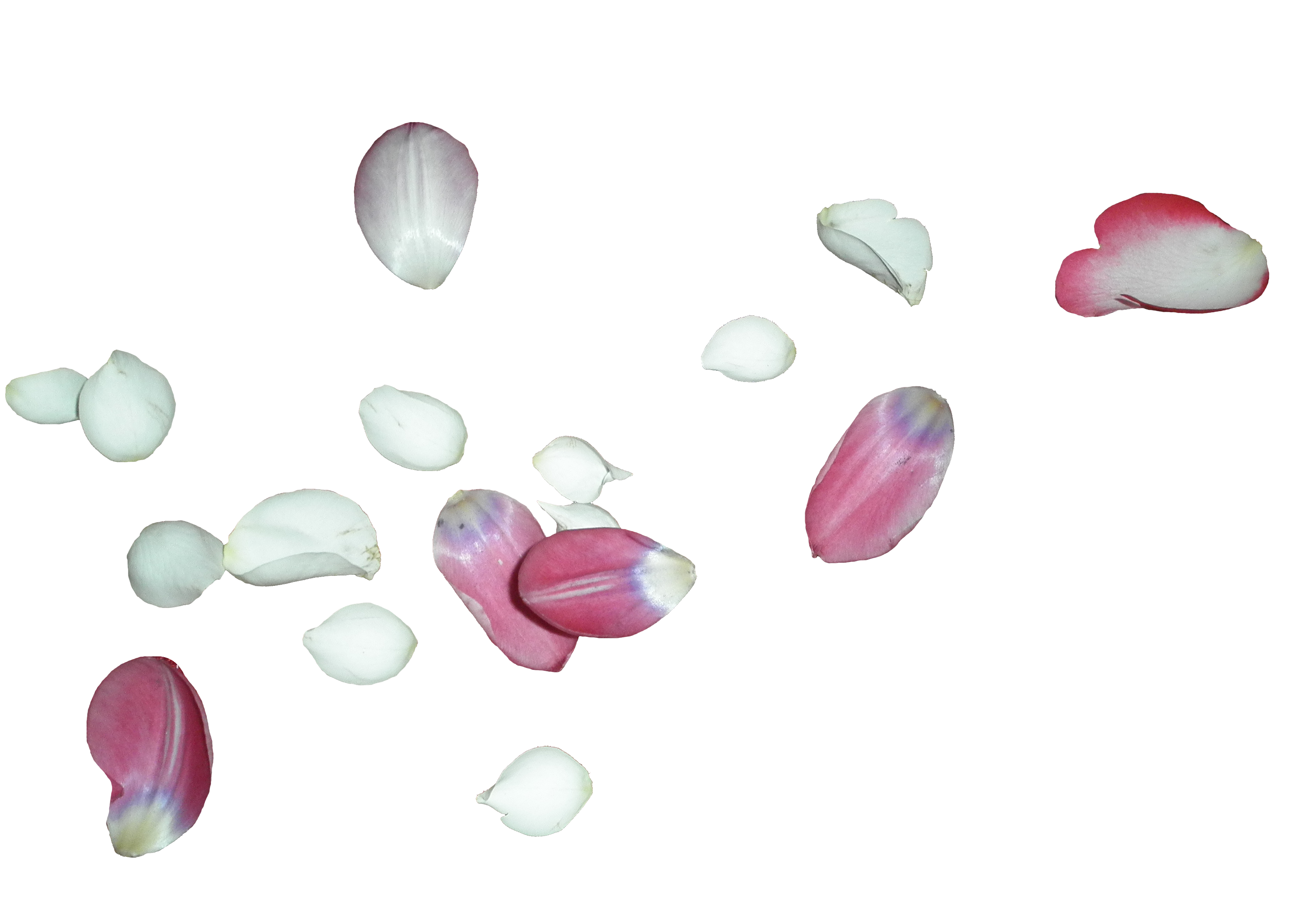 Petals White Rose And Pink Tulip