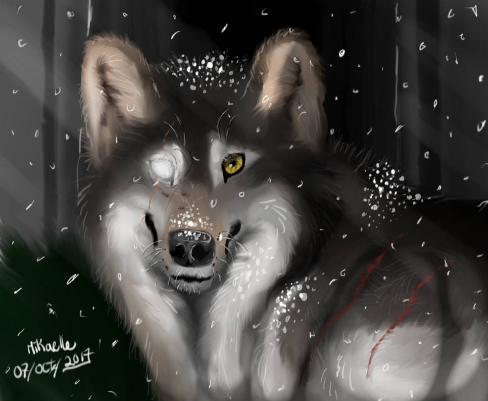 Wolf Grey Eye White by MikaKoda on DeviantArt