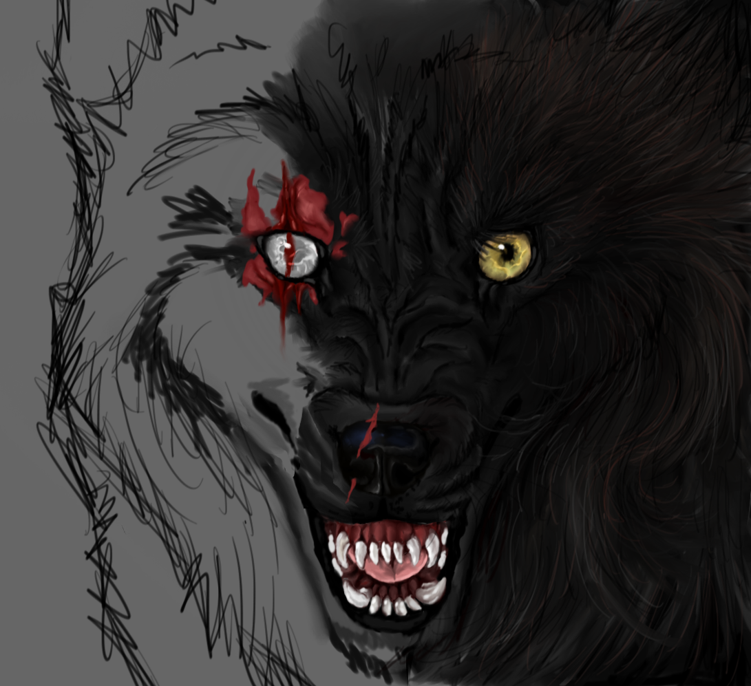 Black Wolf Real (no reference ) by MikaKoda on DeviantArt