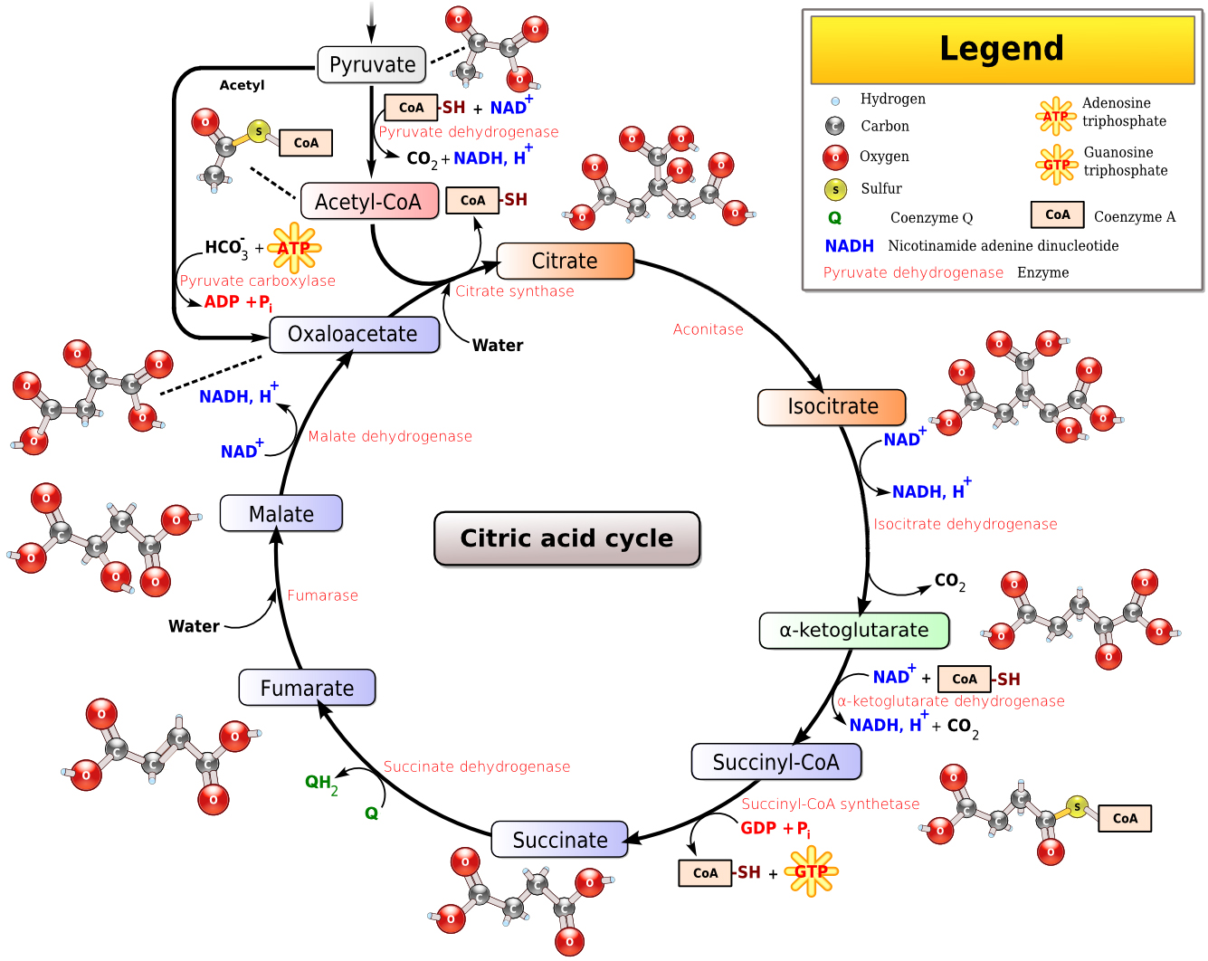 Tricarboxylic Acid Cycle