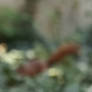 Nature Videography Squirrel