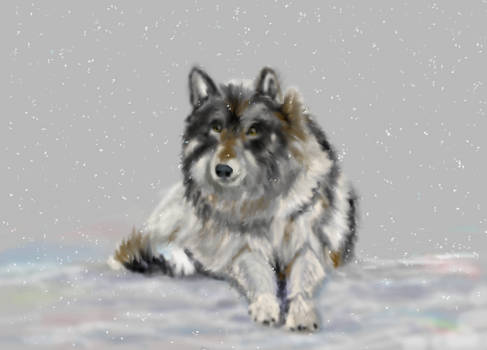 Wolf in the Snow