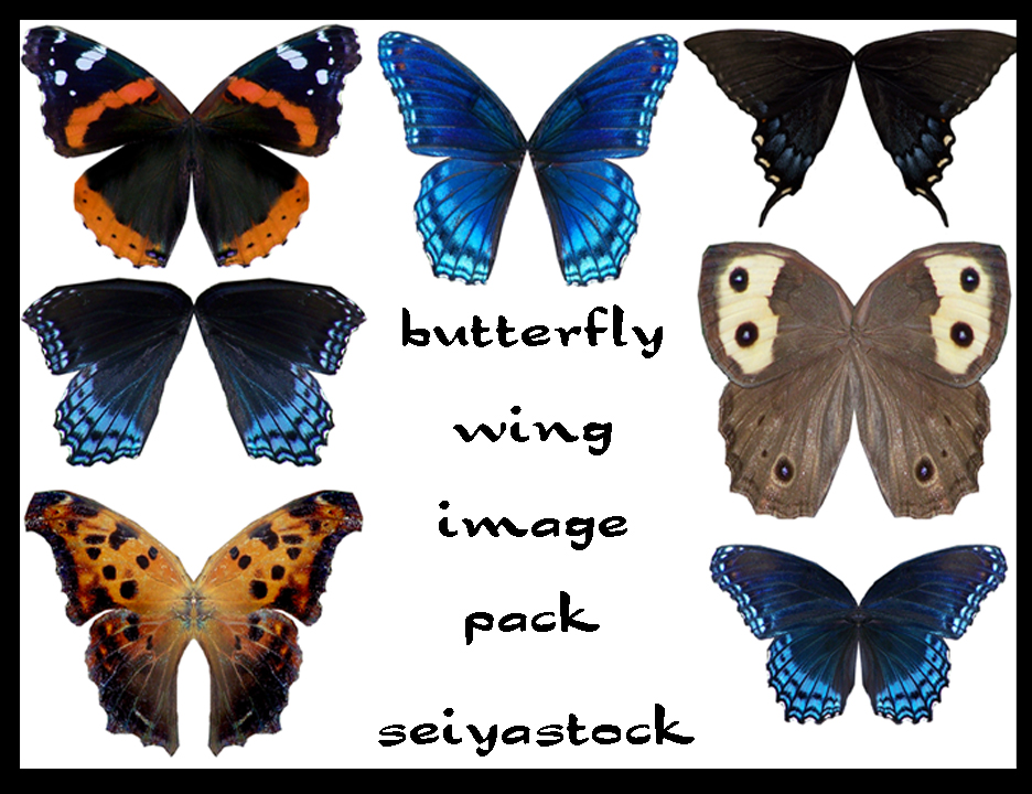 seiyastock butterfly images