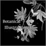 Botanical Illustrations 3