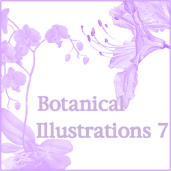 Botanical Illustrations 7