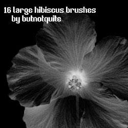 Large Hibiscus Brushes