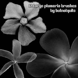 Large Plumeria Brushes