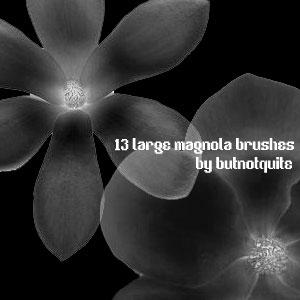 Magnolia brushes