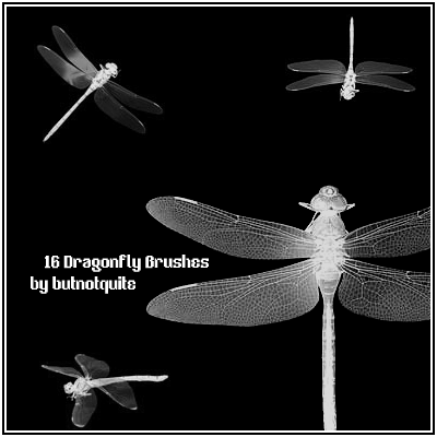 16 Dragonfly brushes